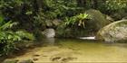 Wurrmbu Creek - Mossman Gorge - QLD H (PBH4 00 17005)